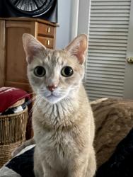 Lost Female Cat last seen US1 & commercial blvd, Fort Lauderdale, FL 33308