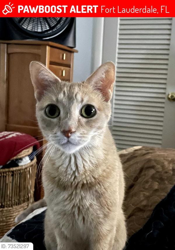 Lost Female Cat last seen US1 & commercial blvd, Fort Lauderdale, FL 33308