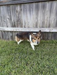 Found/Stray Male Dog last seen Marcello Lake, Katy, TX 77493