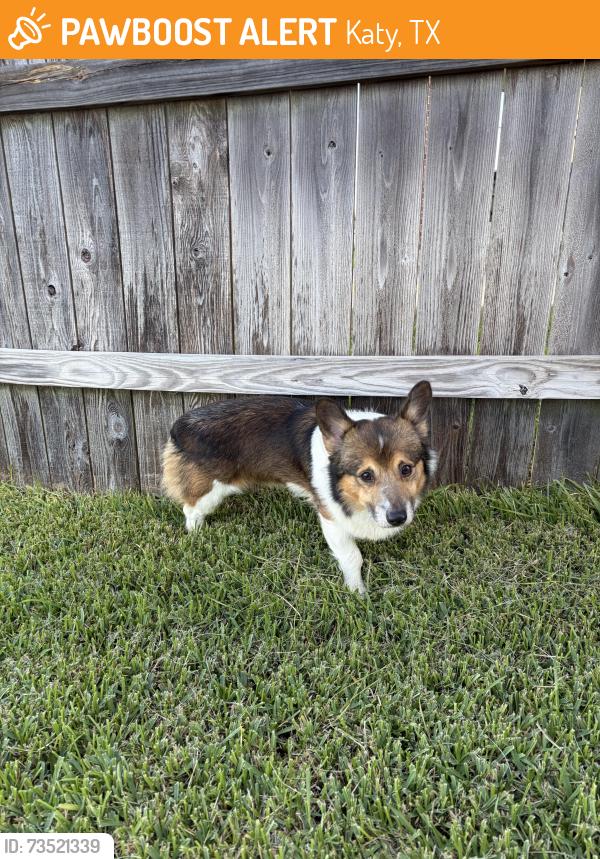 Found/Stray Male Dog last seen Marcello Lake, Katy, TX 77493