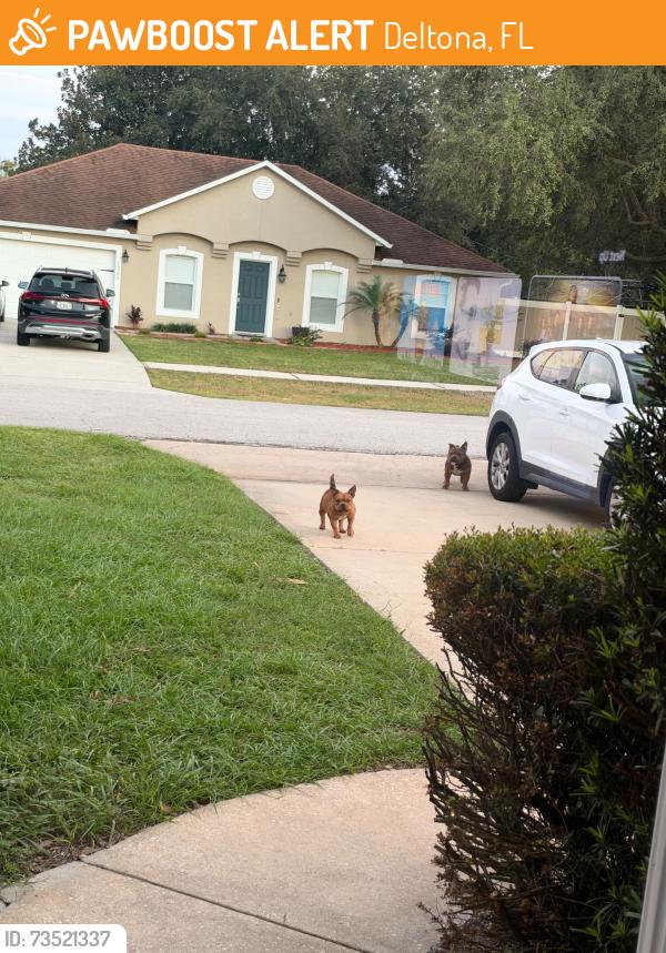 Found/Stray Unknown Dog last seen Saxon, Deltona, FL 32725