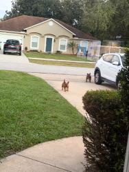 Found/Stray Unknown Dog last seen Saxon, Deltona, FL 32725