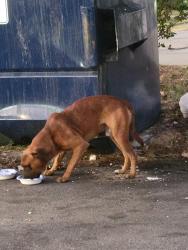 Found/Stray Male Dog last seen Shelby Dr/Getwell, Memphis, TN 38118