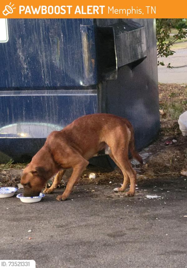 Found/Stray Male Dog last seen Shelby Dr/Getwell, Memphis, TN 38118