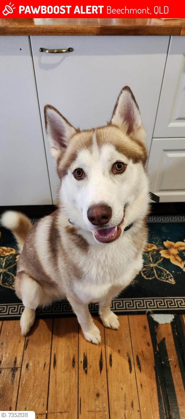 Lost Male Dog last seen Near Southwest Rd Beechmont, Beechmont, QLD 4211