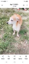 Reunited Male Dog last seen 8th and hoover, Wichita, KS 67212