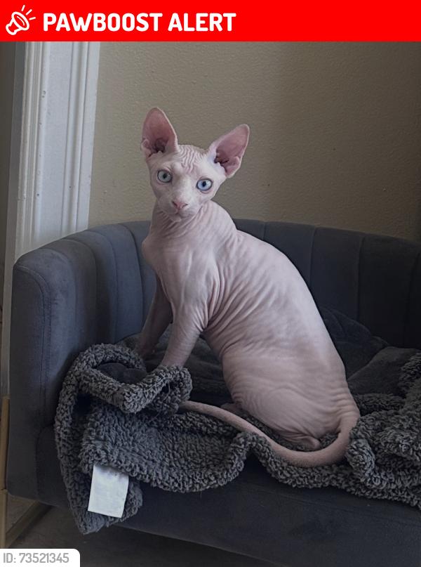 Lost Male Cat last seen Olympic blvd, East Los Angeles, CA 90022
