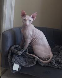 Lost Male Cat last seen Olympic blvd, East Los Angeles, CA 90022
