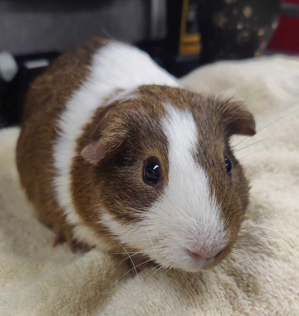 Shelter Stray Female Other last seen Near N 1575 W, Layton, UT 84041, USA, 1422 E 600 N, Fruit Heights, UT 84037, USA