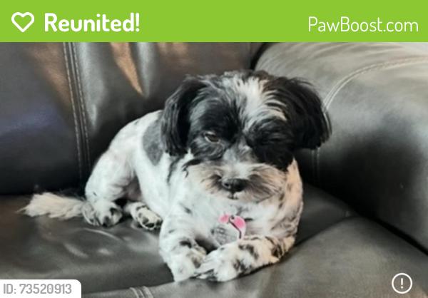 Reunited Male Dog last seen Lehman, Kyle, TX 78640