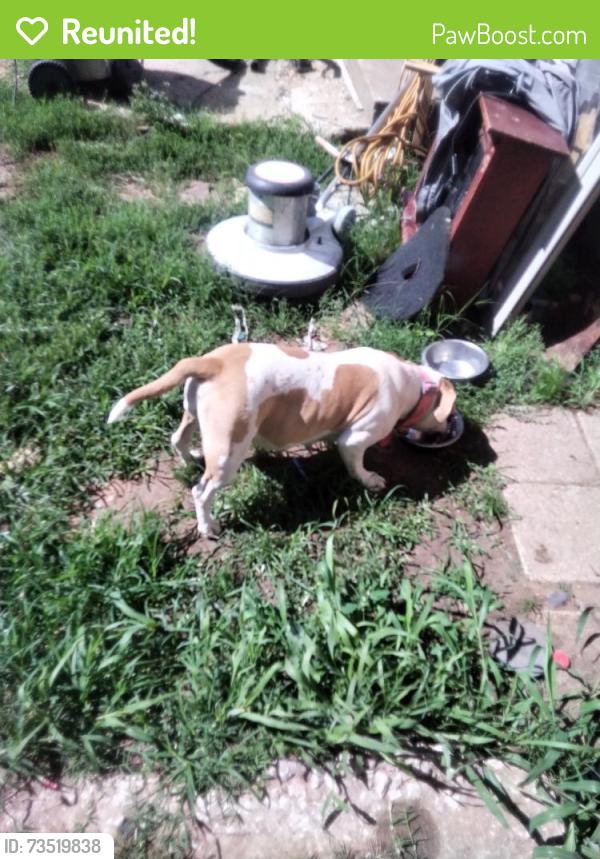 Reunited Female Dog last seen N.e. 10th and Midwest Blvd, Midwest City, OK 73110