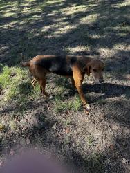 Found/Stray Female Dog last seen Three skillet and bullion rd nw Springtown, Three Skillet Rd, TX 76082