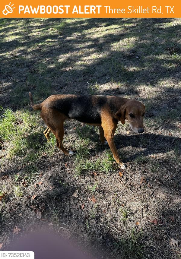 Found/Stray Female Dog last seen Three skillet and bullion rd nw Springtown, Three Skillet Rd, TX 76082