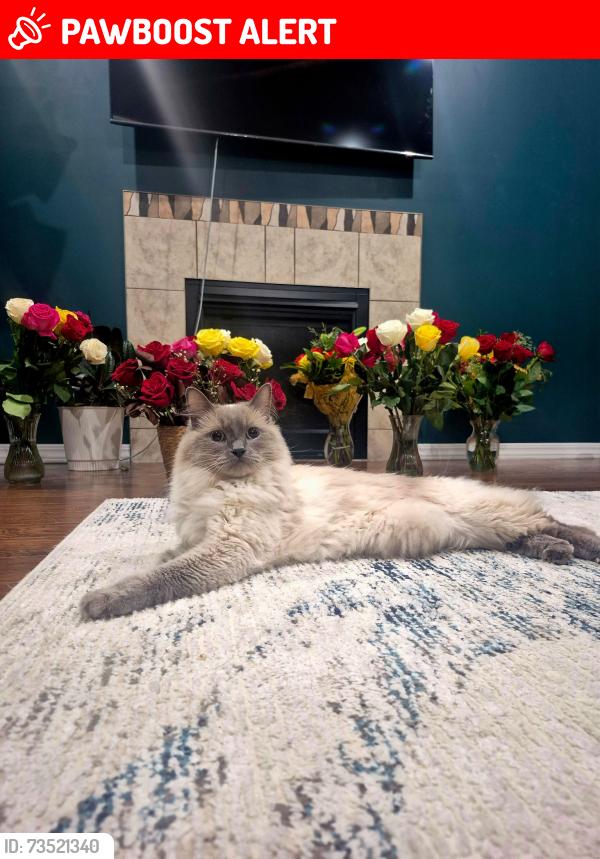 Lost Male Cat last seen Wallacefield Park & Co-Operators Field, Lloydminster, SK S9V 1A4