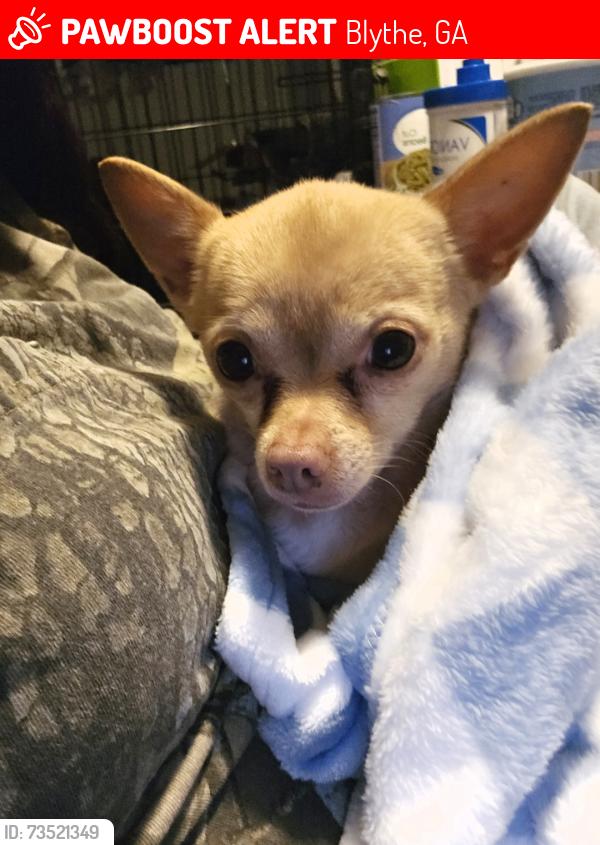 Lost Female Dog last seen Boulineau rd, Blythe, GA 30805