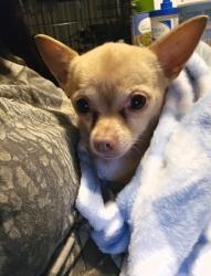 Lost Female Dog last seen Boulineau rd, Blythe, GA 30805