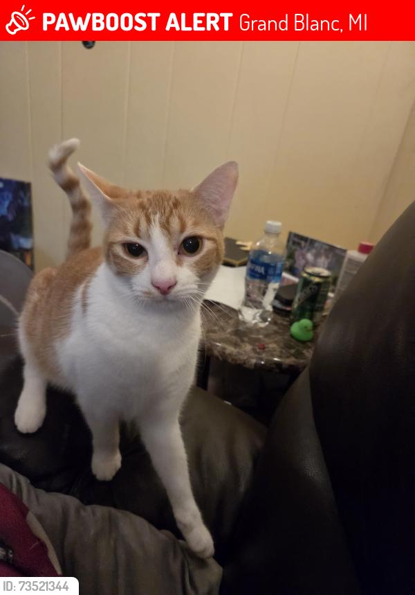 Lost Female Cat last seen Fenton and Hill, Grand Blanc, MI 48439