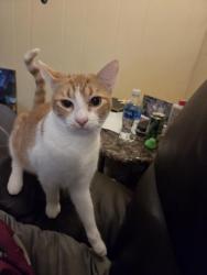 Lost Female Cat last seen Fenton and Hill, Grand Blanc, MI 48439