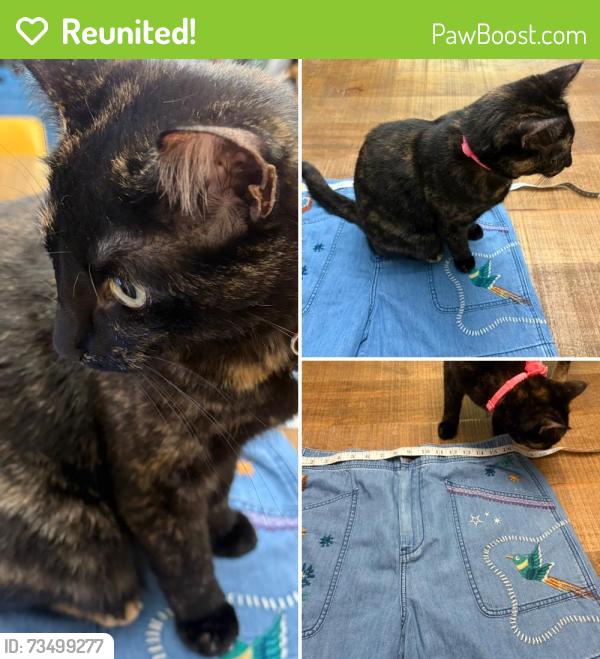 Reunited Female Cat last seen Highwood, Saint Paul, MN 55119