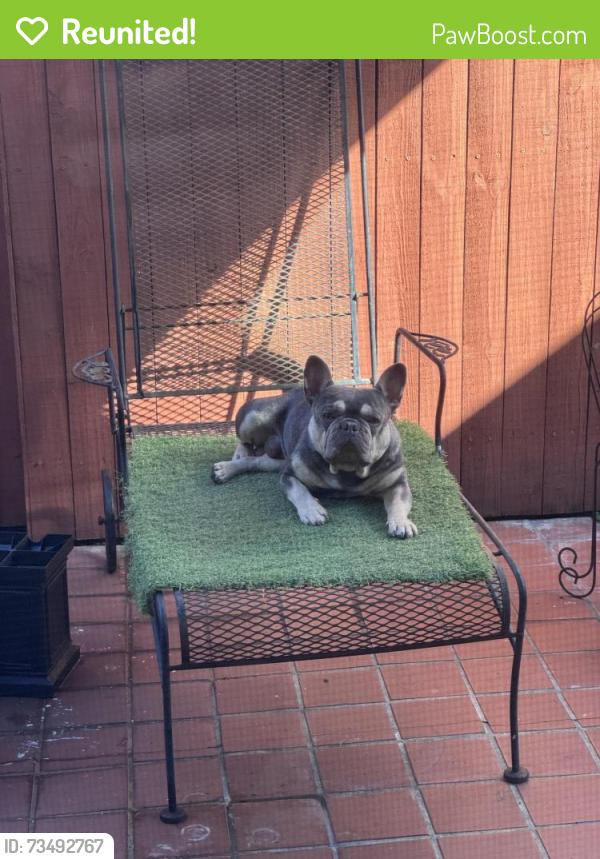 Reunited Male Dog last seen Northwest 7th st and 109ave, Miami, FL 33172