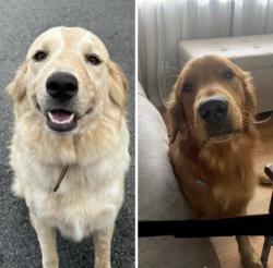 Reunited Unknown Dog last seen Standifer Gap, Chattanooga, TN 37421