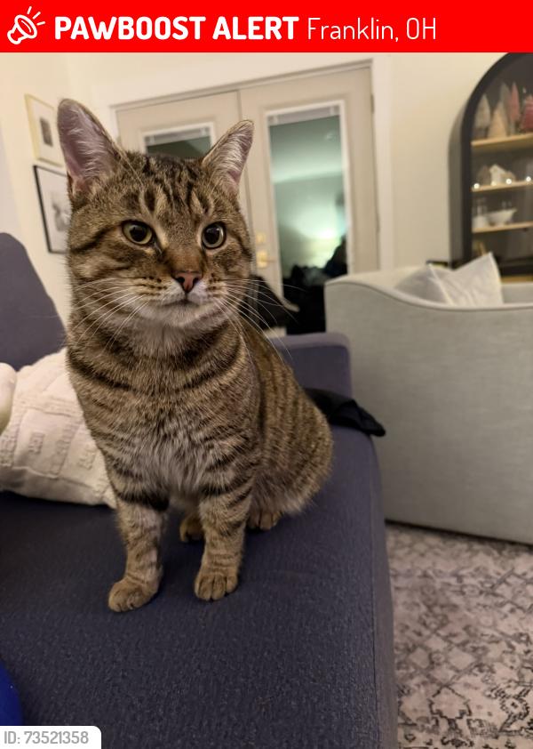Lost Male Cat last seen Warren Co Sports Park, Franklin, OH 45005