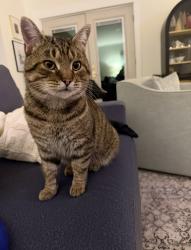 Lost Male Cat last seen Warren Co Sports Park, Franklin, OH 45005