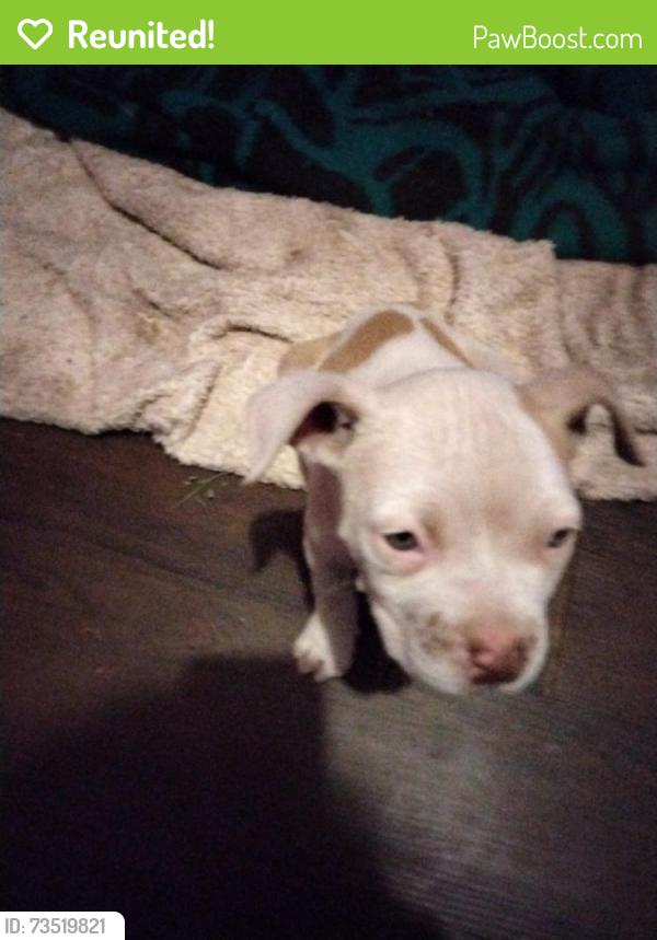 Reunited Male Dog last seen N.e.10th And Midwest boulevard, Midwest City, OK 73110