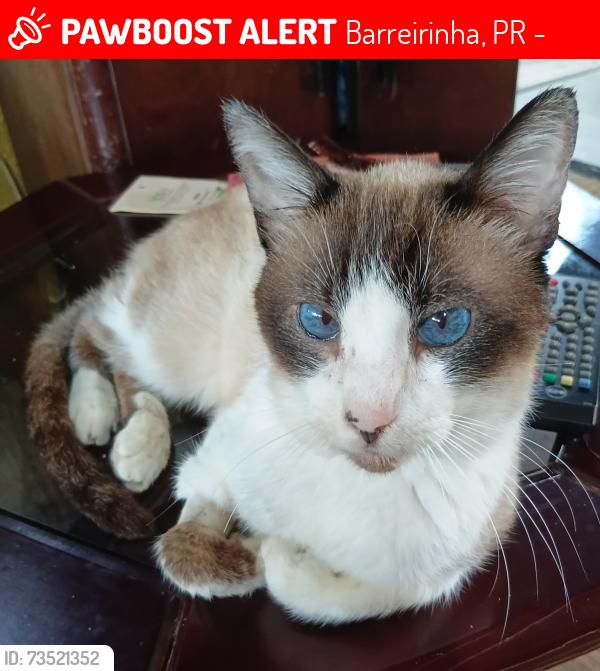Lost Male Cat last seen Clínica Veterinária Cachoeira na Av.Anita Garibaldi, Barreirinha, PR 82220-120