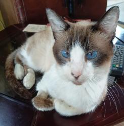 Lost Male Cat last seen Clínica Veterinária Cachoeira na Av.Anita Garibaldi, Barreirinha, PR 82220-120