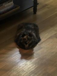 Reunited Female Cat last seen Near Lanshire Dr, Dallas, TX 75238