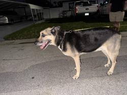 Lost Male Dog last seen Near Jesuit high school, Tampa, FL 33614