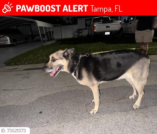Lost Male Dog last seen Near Jesuit high school, Tampa, FL 33614