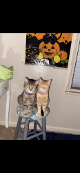 Lost Female Cat last seen South new jersey street 3908, Indianapolis, IN 46227