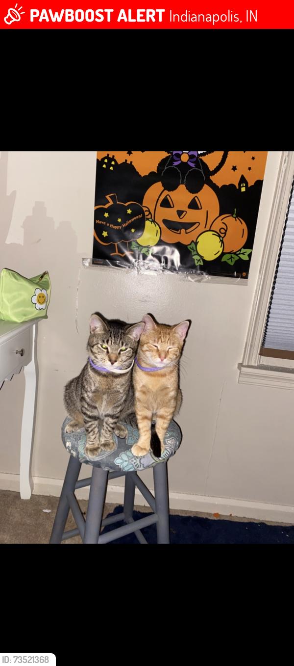 Lost Female Cat last seen South new jersey street 3908, Indianapolis, IN 46227