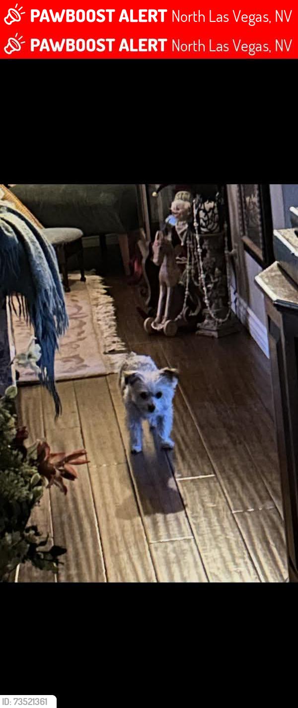 Lost Female Dog last seen Decatur and Tropican near the AM PM gas station, North Las Vegas, NV 89031