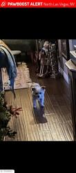 Lost Female Dog last seen Decatur and Tropican near the AM PM gas station, North Las Vegas, NV 89031