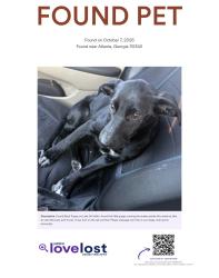 Found/Stray Female Dog last seen Buford highway, Gwinnett County, GA 30340