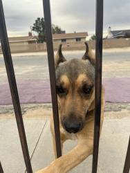 Found/Stray Male Dog last seen el cariso & borego, Victorville, CA 92392