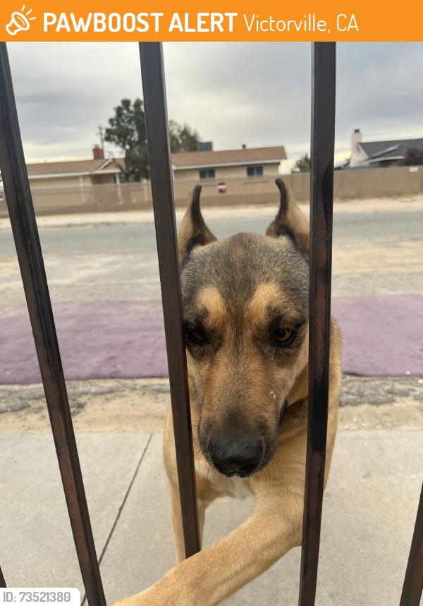 Found/Stray Male Dog last seen el cariso & borego, Victorville, CA 92392