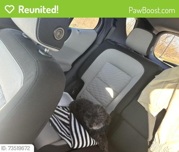 Reunited Female Dog last seen Sandbrock Ranch, Krugerville, TX 76227