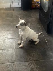Lost Male Dog last seen 20th & Teller in the street, Lakewood, CO 80214
