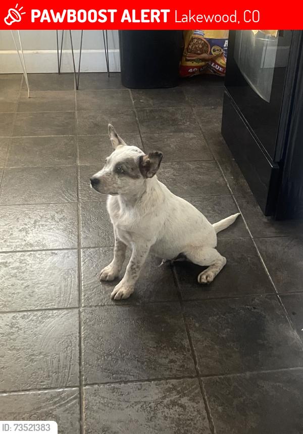 Lost Male Dog last seen 20th & Teller in the street, Lakewood, CO 80214