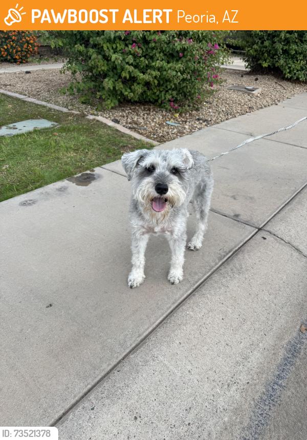 Found/Stray Male Dog last seen 79th cactus, Peoria, AZ 85345