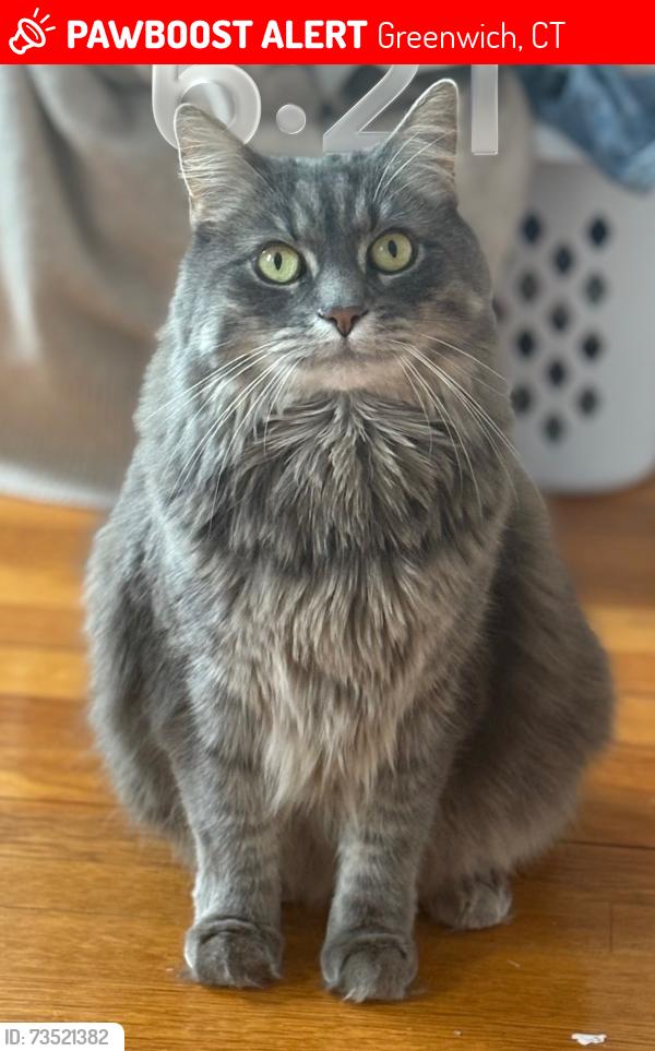 Lost Female Cat last seen Bridge street, west putnam ave, Greenwich, CT 06830