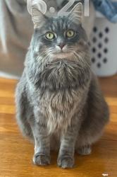 Lost Female Cat last seen Bridge street, west putnam ave, Greenwich, CT 06830