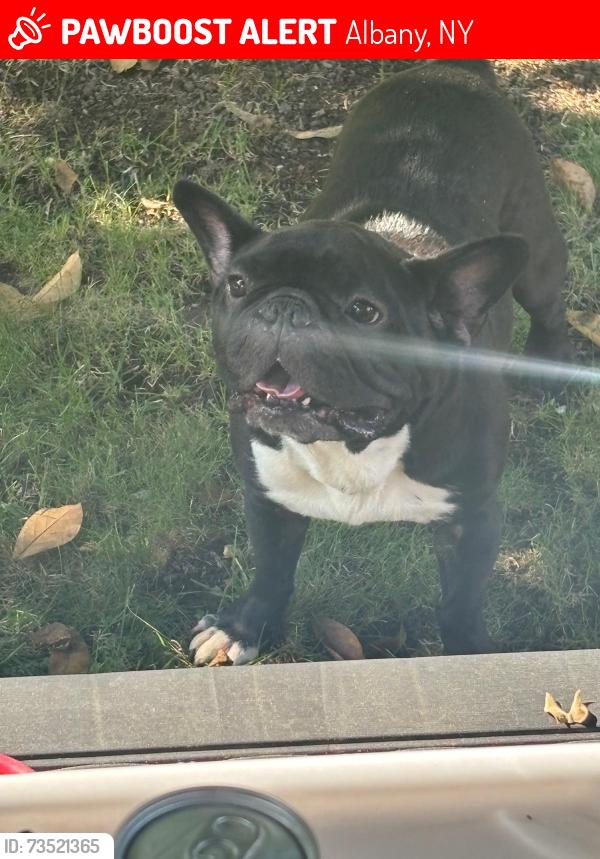 Lost Male Dog last seen Whitehall Rd and Delaware ave, Albany, NY 12209