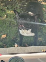 Lost Male Dog last seen Whitehall Rd and Delaware ave, Albany, NY 12209