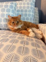 Lost Male Cat last seen Near & Fosgate, Montverde, FL 34756