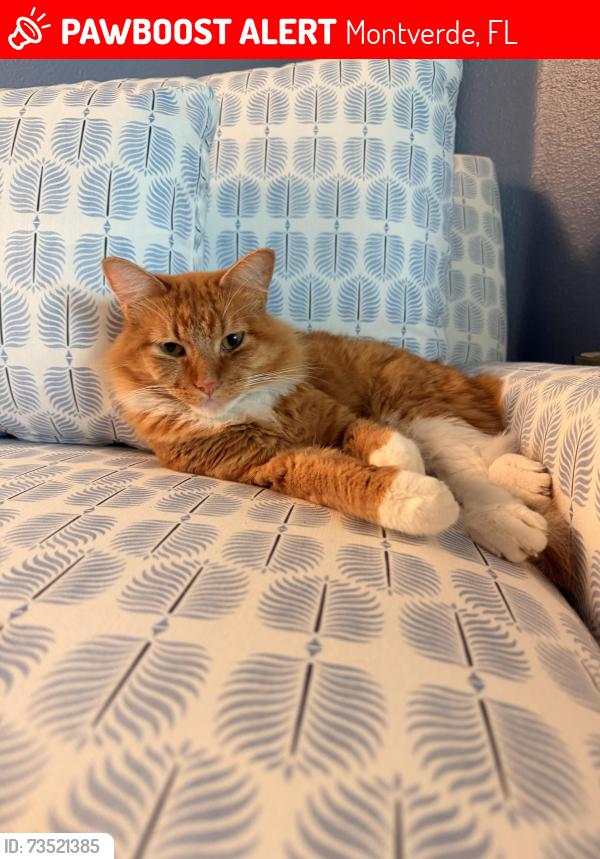 Lost Male Cat last seen Near & Fosgate, Montverde, FL 34756
